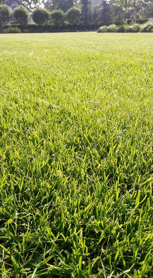 Renowacja, nawożenie, wertykulacja.