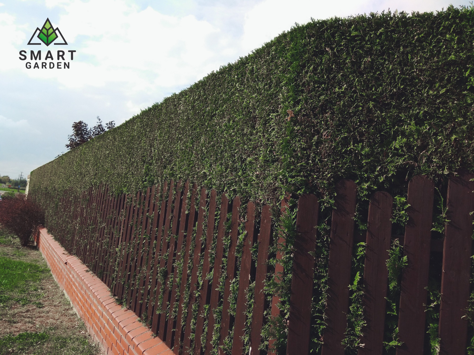 Długi, gęsty żywopłot z tui, częściowo przysłonięty przez brązowe, drewniane ogrodzenie sztachetowe, z murkiem z czerwonej cegły u podstawy i logo firmy Smart Garden w lewym górnym rogu.