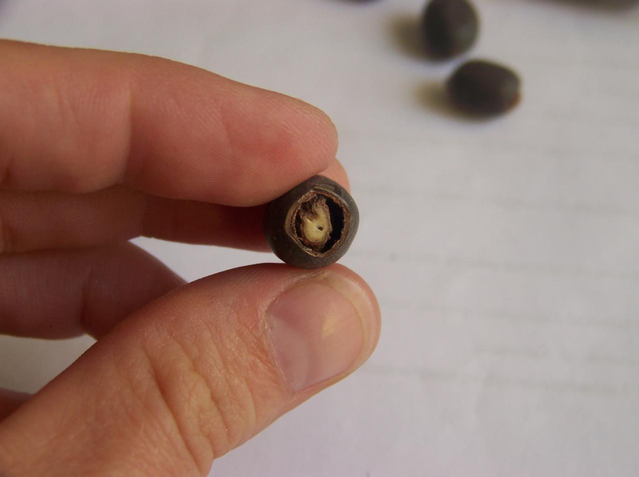 Dłoń trzyma pestkę z widocznym kiełkiem wewnątrz. W tle rozproszone pestki na białym podłożu. Makro zbliżenie na detal.