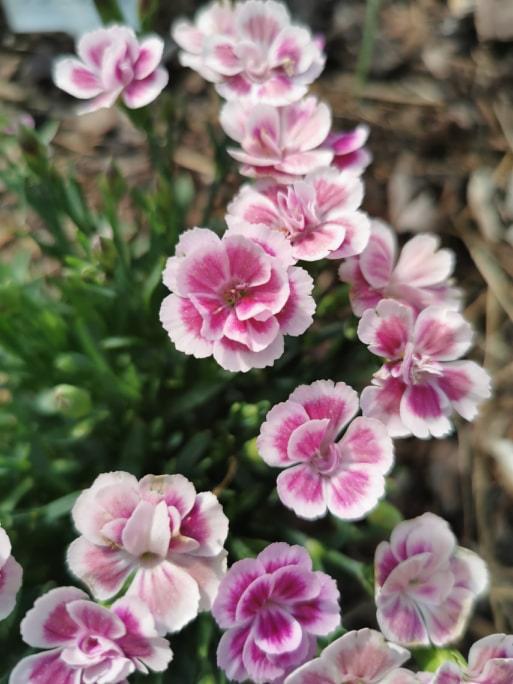 Kępa różowo-białych goździków pierzastych w naturalnym świetle, widoczne brązowe podłoże w tle.