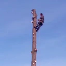 Arborysta w uprzęży, w trakcie wspinaczki na wysokie drzewo bez gałęzi, po wcześniejszym usunięciu konarów, na tle błękitnego nieba.