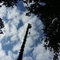 Widok z dołu na wysoką, ogołoconą z gałęzi sylwetkę drzewa na tle błękitnego nieba z chmurami; na szczycie drzewa widoczna osoba zabezpieczona linami.