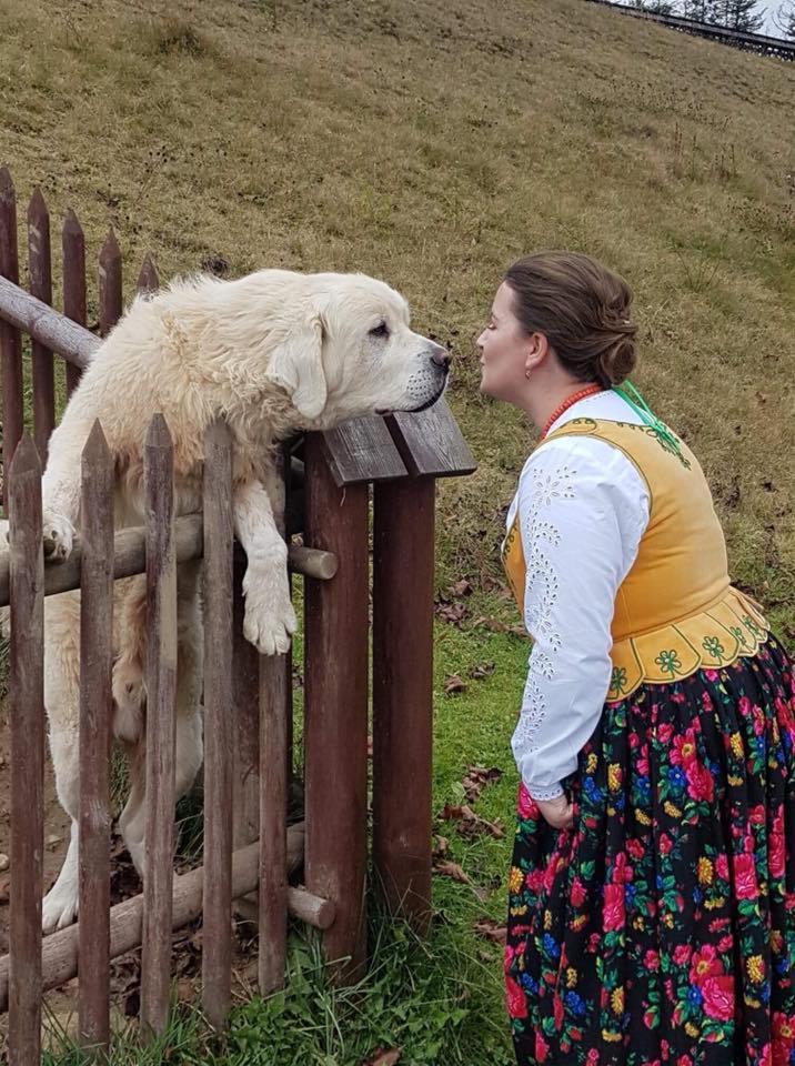 Kobieta w stroju ludowym i duży biały pies opierający się o drewniany płot, zbliżają się do siebie pyskami.