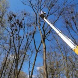 Podnośnik koszowy z pracownikiem na wysokości podczas usuwania gniazd z drzew wczesną wiosną, widoczne korony drzew na tle błękitnego nieba.