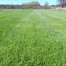 Świeżo skoszony trawnik z równymi pasami, w tle linia kolejowa i drzewa, widok z poziomu trawy.