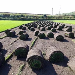 Rzędy rozłożonych rolek trawy, z widoczną przerwą między nimi, na przygotowanym podłożu, w tle zielony trawnik i linia kolejowa.