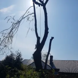 Silhouetted arborist in safety gear atop a partially pruned tree against a bright, sunlit sky, with residential rooftops visible in the background.