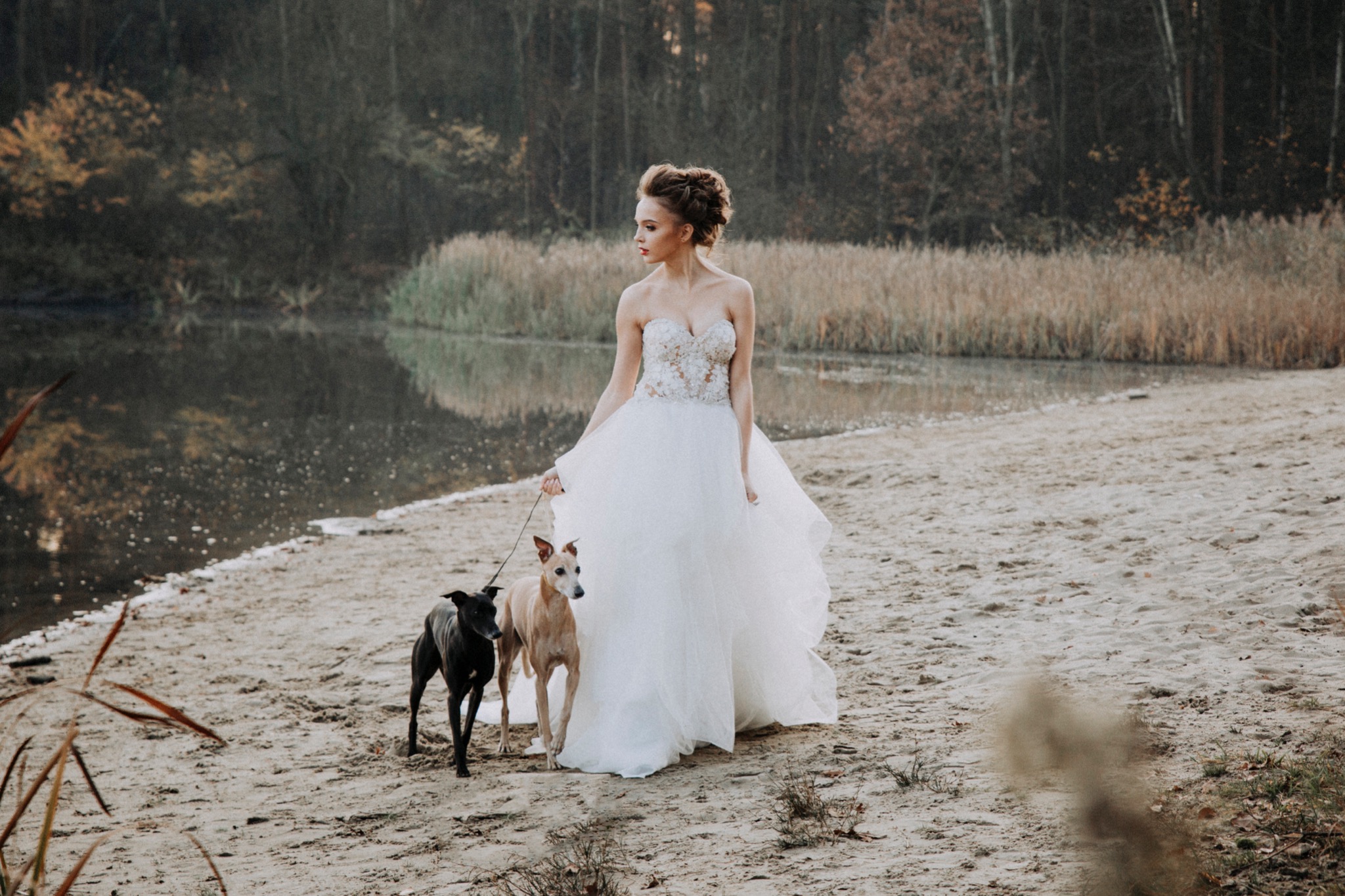 Panna młoda w białej sukni spaceruje po plaży z dwoma psami rasy chart włoski, jezioro i jesienny las w tle.