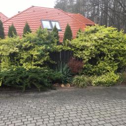 Pro-Clean s.c - Ogród przed domem z ciemnym ogrodzeniem, formowane krzewy z zielono-żółtymi liśćmi, tuje kolumnowe, trawnik i kostka brukowa na podjeździe.