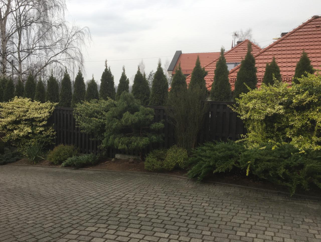 Uporządkowany ogród przydomowy z tujami wzdłuż ciemnego drewnianego płotu, różnorodne krzewy i kostka brukowa na podjeździe w pochmurny dzień.