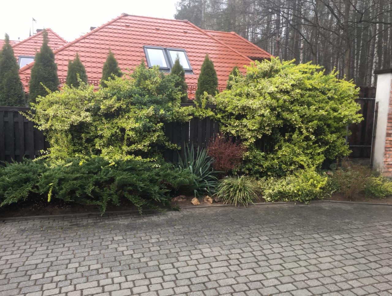 Ogród przed domem z ciemnym ogrodzeniem, formowane krzewy z zielono-żółtymi liśćmi, tuje kolumnowe, trawnik i kostka brukowa na podjeździe.