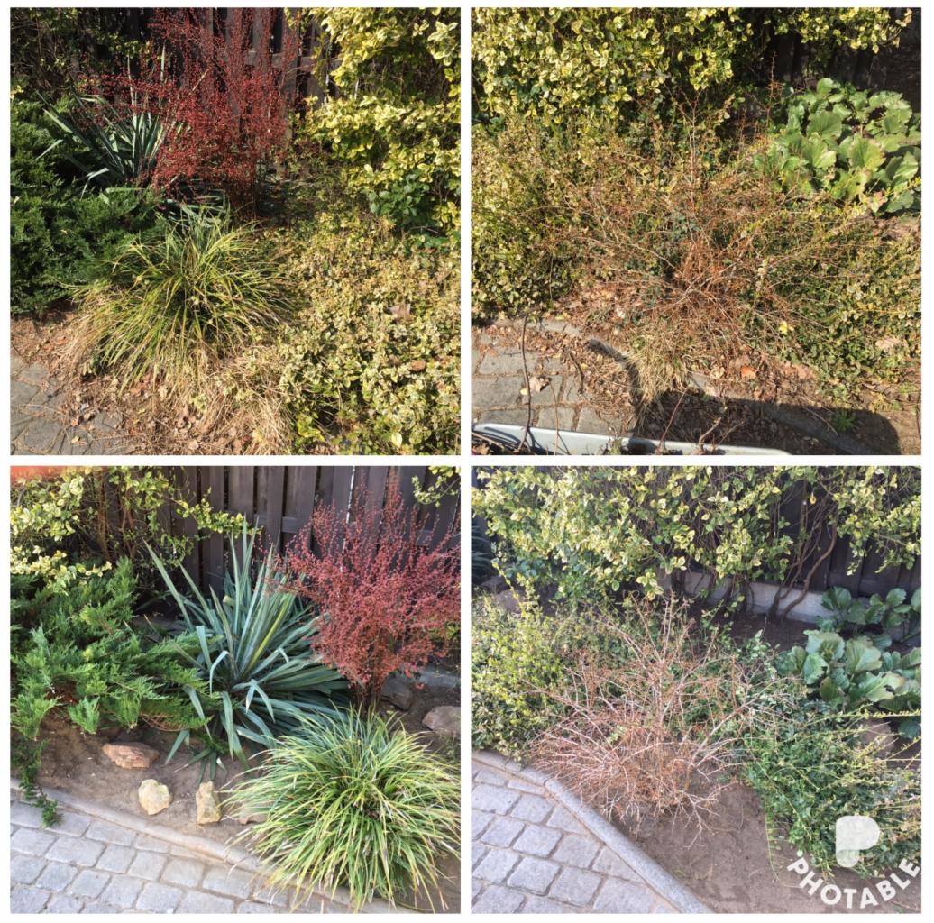 Cztery kadry z ogrodu w Płazie: dwa zdjęcia przed i dwa po zabiegach pielęgnacyjnych, ukazujące różnice w wyglądzie roślinności.