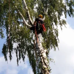 Arborysta w kasku, zabezpieczony linami, przycina gałęzie brzozy na tle błękitnego nieba z chmurami. Specjalistyczny sprzęt w użyciu, widok z dołu.