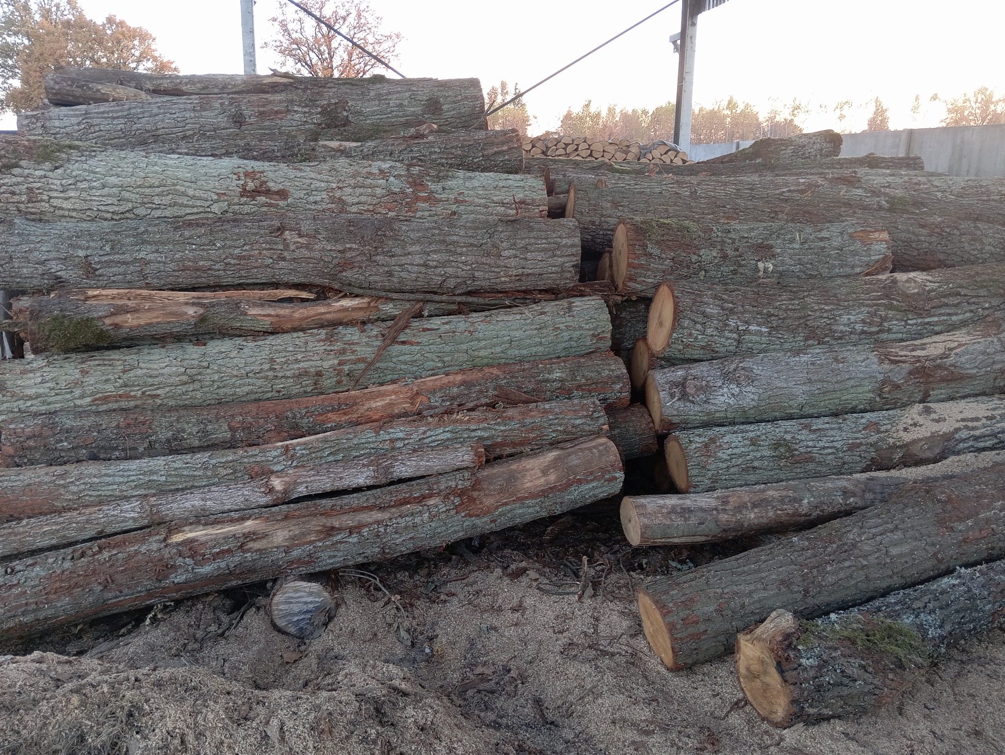 Stos świeżo ściętych, okorowanych kłód drewna ułożonych na ziemi pokrytej trocinami, w tle widoczny skład drewna i drzewa.