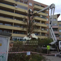 Cięcia drzew z użyciem wysięgnika