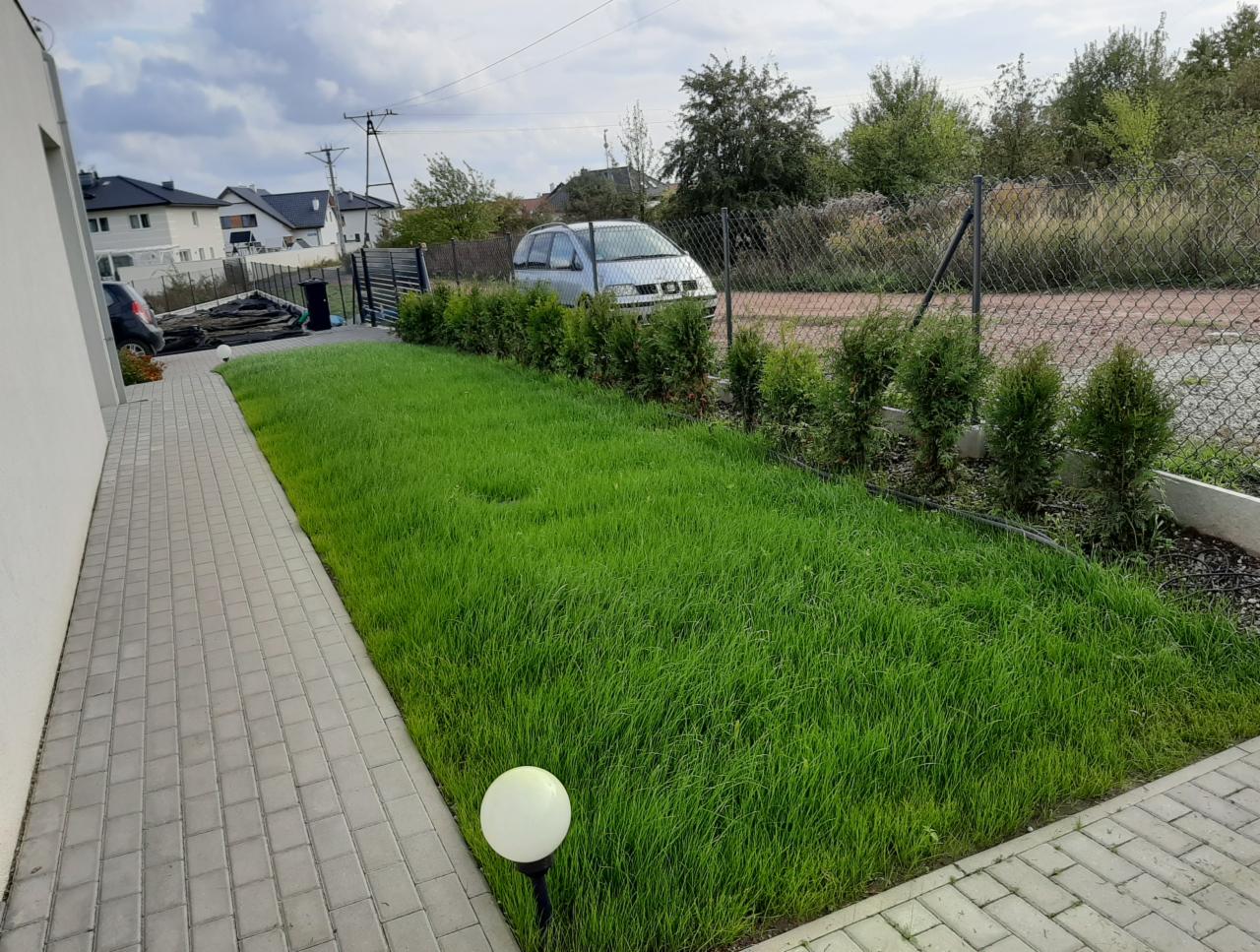 Świeżo skoszony trawnik z równo posadzonymi tujami wzdłuż ogrodzenia z siatki, widok na dom i samochód w tle.