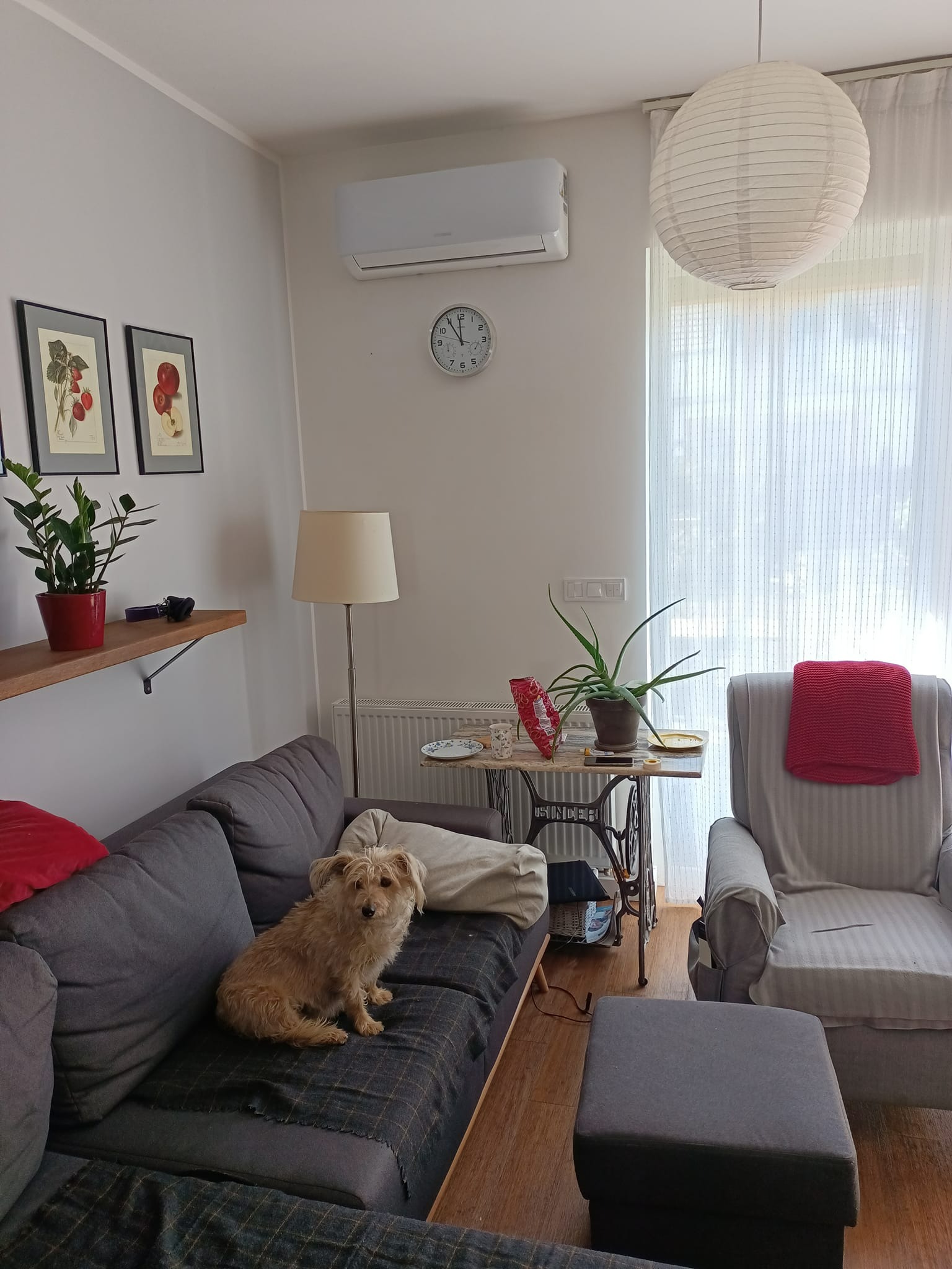 Wnętrze salonu z szarą sofą, na której siedzi pies rasy mieszanej, widoczny klimatyzator ścienny, lampa podłogowa i stolik wykonany ze starej maszyny do szycia Singer.