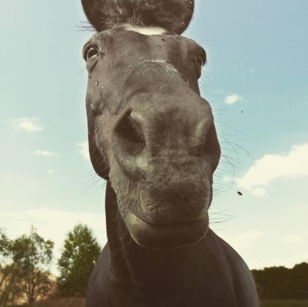 Czarny koń z bliska, z muchami na pysku, na tle błękitnego nieba z chmurami i drzewami w oddali.