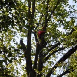 Arborysta w czerwonej kurtce, wspinający się na wysokie drzewo z gęstymi zielonymi liśćmi, widok z dołu na tle błękitnego nieba.