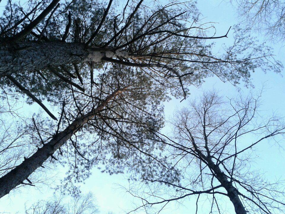 Widok z dołu na korony drzew iglastych i liściastych na tle błękitnego nieba w zimowy dzień.