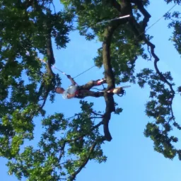 Arborysta zawieszony na linach, w trakcie pracy na drzewie z piłą łańcuchową, widok z dołu, na tle błękitnego nieba.