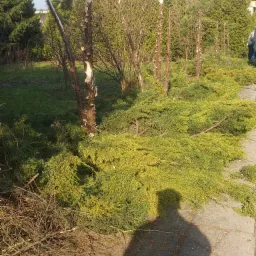 Przycięte drzewa iglaste w rzędzie, z gałęziami leżącymi na ziemi, widoczny cień osoby fotografującej.