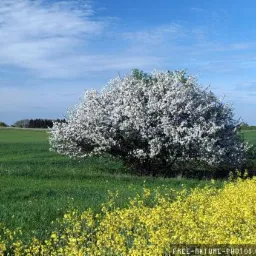 Kwitnące na biało drzewo na tle zielonego pola z rzepakiem w słoneczny dzień.