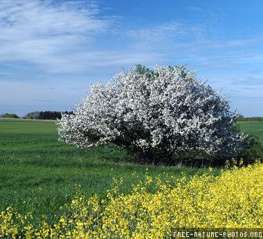 Kwitnące na biało drzewo na tle zielonego pola z rzepakiem w słoneczny dzień.