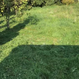 Świeżo skoszona trawa na działce z drzewem, widoczne ślady koszenia. W tle zieleń drzew i krzewów, częściowo ocieniona trawa. U dołu fragment kosiarki.