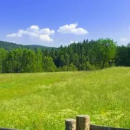 Rozległe, zielone pole z drewnianym płotem w pierwszym planie, w tle las i błękitne niebo z obłokami.