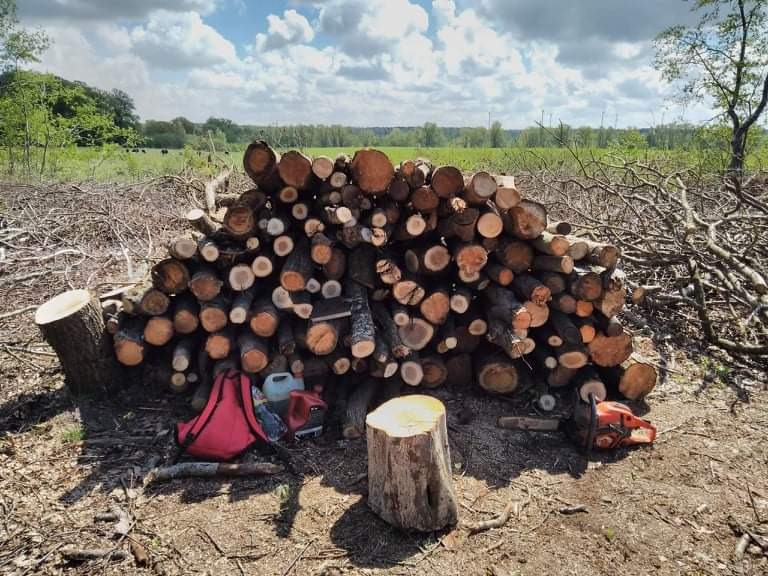 Stos pociętych klocków drewna ułożonych na ziemi, obok pnia ściętego drzewa i czerwonej piły spalinowej, w tle łąka i las.