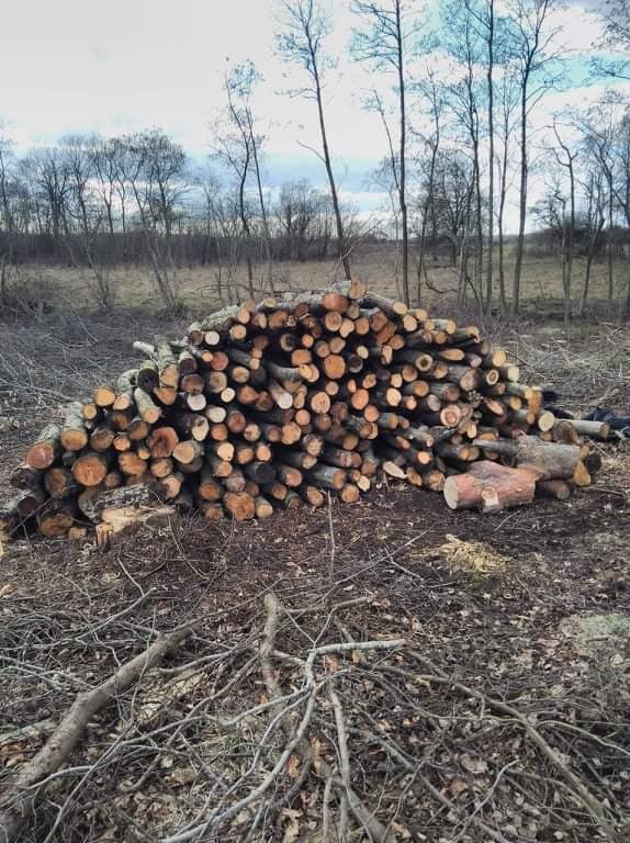 Stos pociętych klocków drewna ułożony na ziemi, w tle nagie drzewa i krzewy wczesną wiosną.