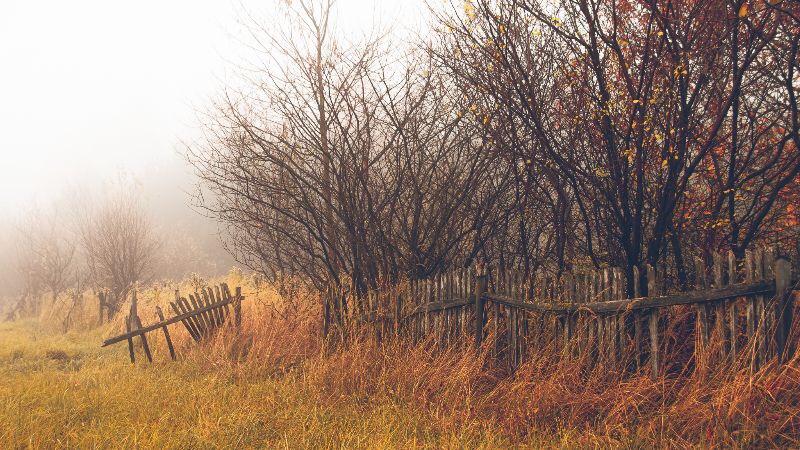 Jesienny krajobraz z zarośniętym, drewnianym płotem w mglisty poranek, drzewa z brązowymi liśćmi w tle.