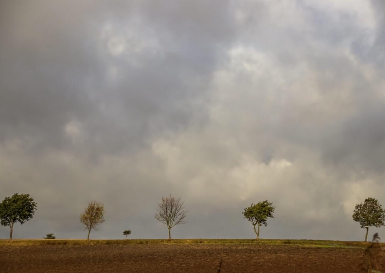 Linia drzew o różnej porze roku na tle pochmurnego nieba, widok z niskiego kąta.