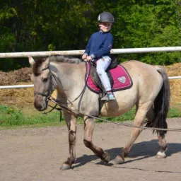 Chłopiec w kasku jeździeckim na koniu rasy fiording, prowadzonego na lonży, z widocznym różowym czaprakiem z motywem serca.