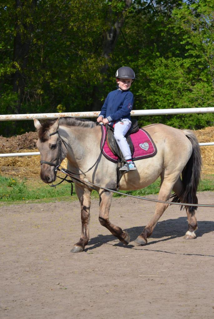Chłopiec w kasku jeździeckim na koniu rasy fiording, prowadzonego na lonży, z widocznym różowym czaprakiem z motywem serca.