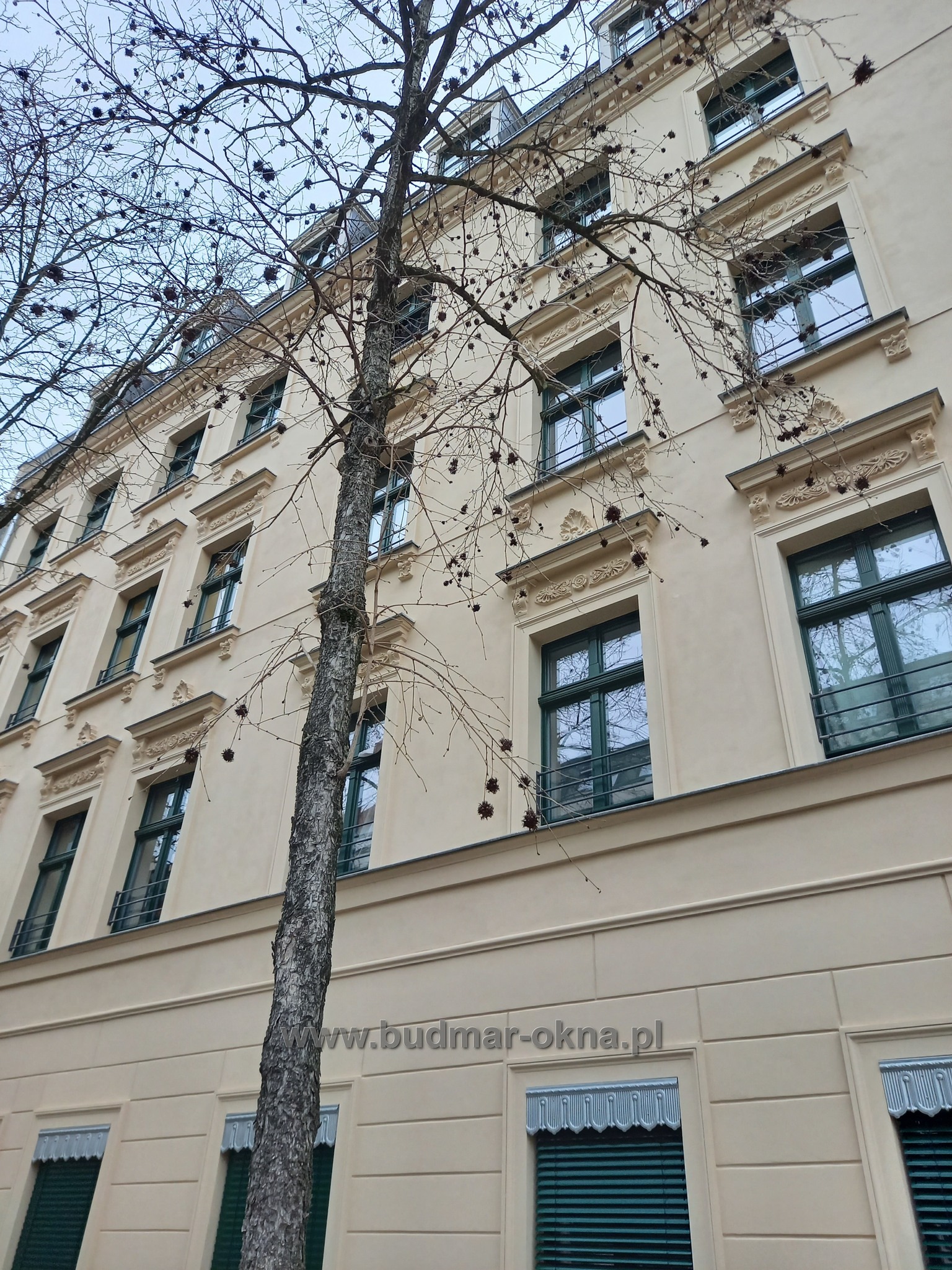 Elewacja kamienicy z zielonymi oknami, ozdobnymi gzymsami i drzewem na pierwszym planie, widok z dołu.