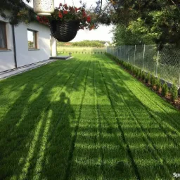 Świeżo założony trawnik z rolki z wyraźnymi pasami po wałowaniu, graniczący z nowoczesnym domem i ogrodzeniem z siatki, obsadzony młodymi tujami.