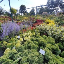 Ogrody i rośliny Mierzeszyn 15