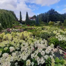 Szeroki kadr na szkółkę roślin z kwitnącymi hortensjami 'Limelight' w różnych stadiach rozwoju, od zielonych do kremowo-różowych, na tle zieleni drzew i krzewów oraz fragmentu domu z dachem...