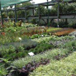 Ogrody i rośliny Mierzeszyn 33