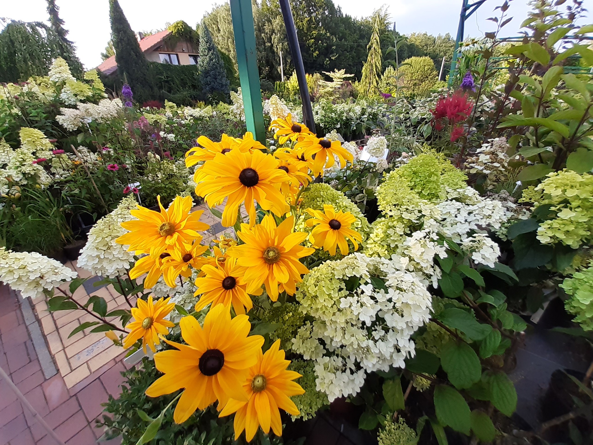 Kwitnące rudbekie i hortensje w ogrodzie, z widoczną kostką brukową i fragmentem domu w tle.