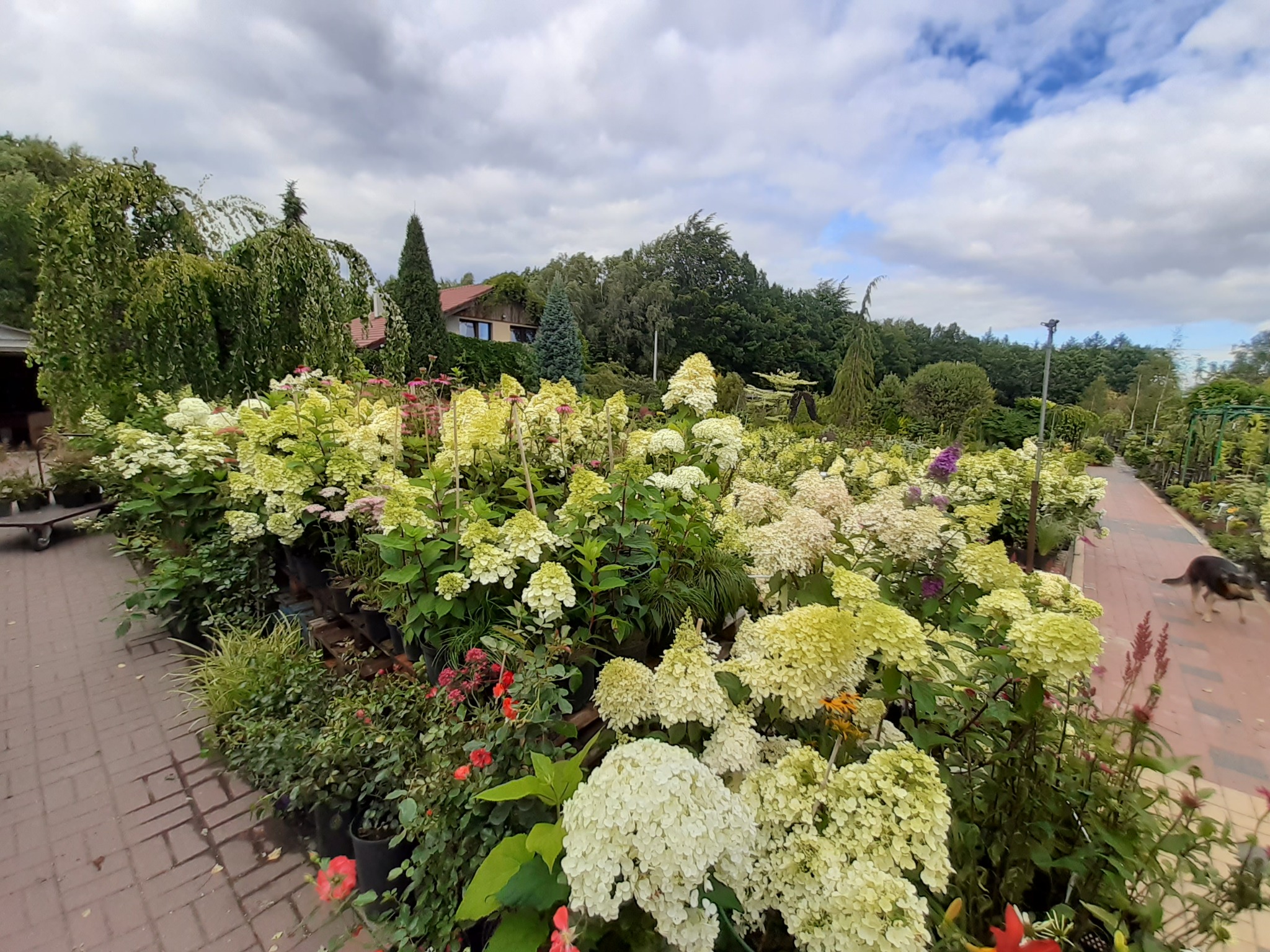 Szeroki kadr na szkółkę roślin z przewagą hortensji bukietowych w donicach, z widocznym budynkiem w tle i fragmentem chodnika z kostki brukowej po prawej stronie, gdzie przechadza się pies.