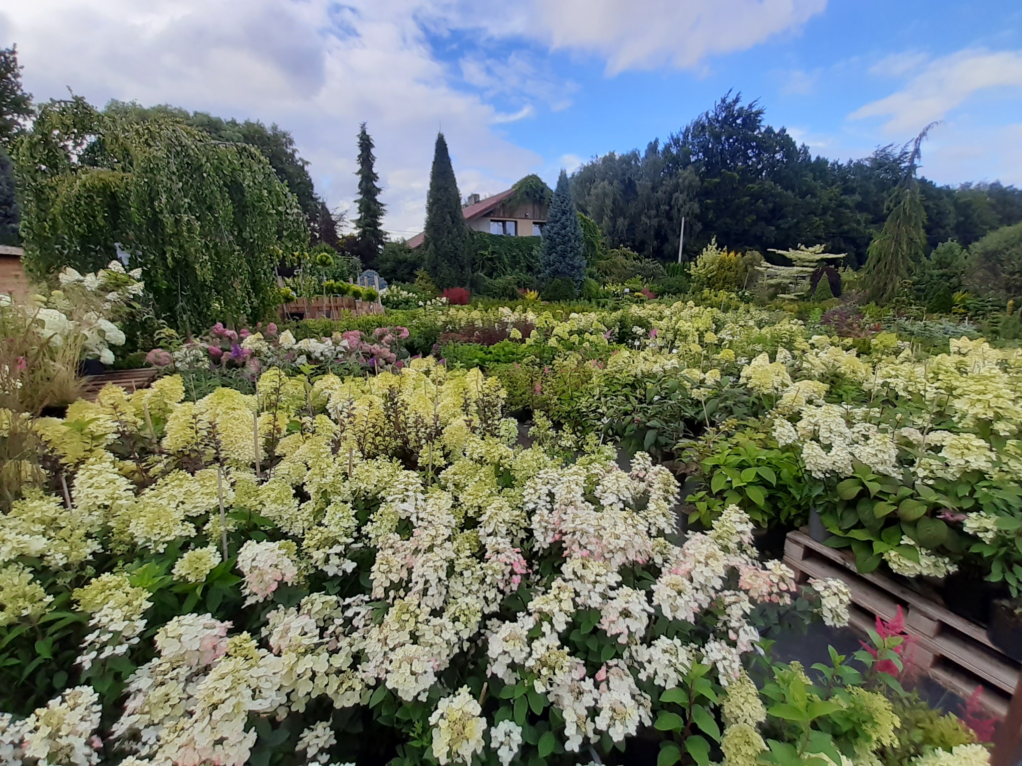 Szeroki kadr na szkółkę roślin z kwitnącymi hortensjami 'Limelight' w różnych stadiach rozwoju, od zielonych do kremowo-różowych, na tle zieleni drzew i krzewów oraz fragmentu domu z dachem...