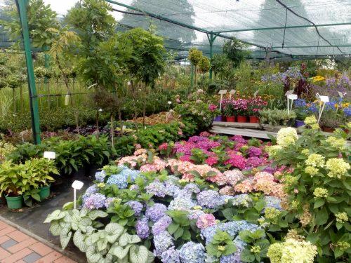 Bogaty asortyment roślin w szkółce ogrodniczej pod zadaszeniem: hortensje, drzewka, krzewy i kwiaty. Różnorodność kolorów i gatunków.