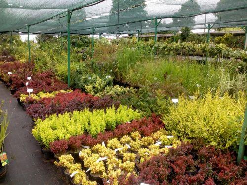 Szeroki wybór roślin ozdobnych w szkółce pod zadaszeniem z siatki cieniującej. Widoczne rzędy krzewów liściastych w donicach, w odcieniach czerwieni, żółci i zieleni. W tle wysokie trawy ozdobne...