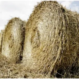 Rząd okrągłych bel słomy na polu, z widocznym fragmentem traktora w tle. Słoma ma złoty odcień, a niebo jest lekko zachmurzone.