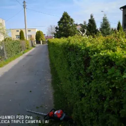 Przycięty żywopłot wzdłuż asfaltowej drogi, z elektrycznymi nożycami do żywopłotu leżącymi na ziemi i drobnymi fragmentami gałązek na asfalcie.