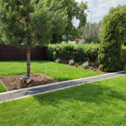 Zadbany trawnik z młodą sosną, obrzeżem z kory i ścieżką z kostki brukowej, domek dla jeża pod drzewem.