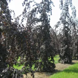 Szpaler płaczących buków o purpurowych liściach, posadzonych w rzędach na trawiastym terenie.